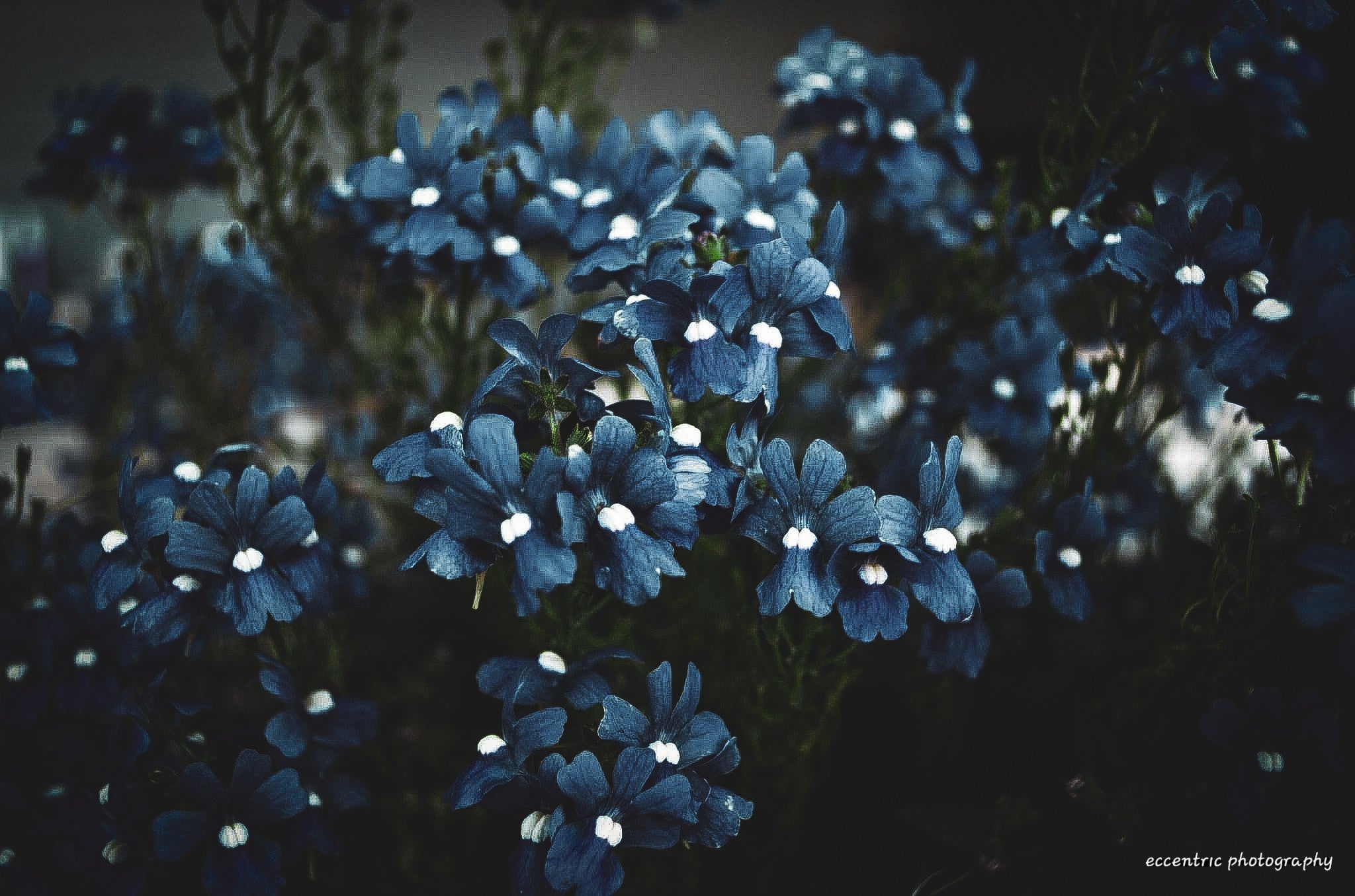 Soft Things in Shadow