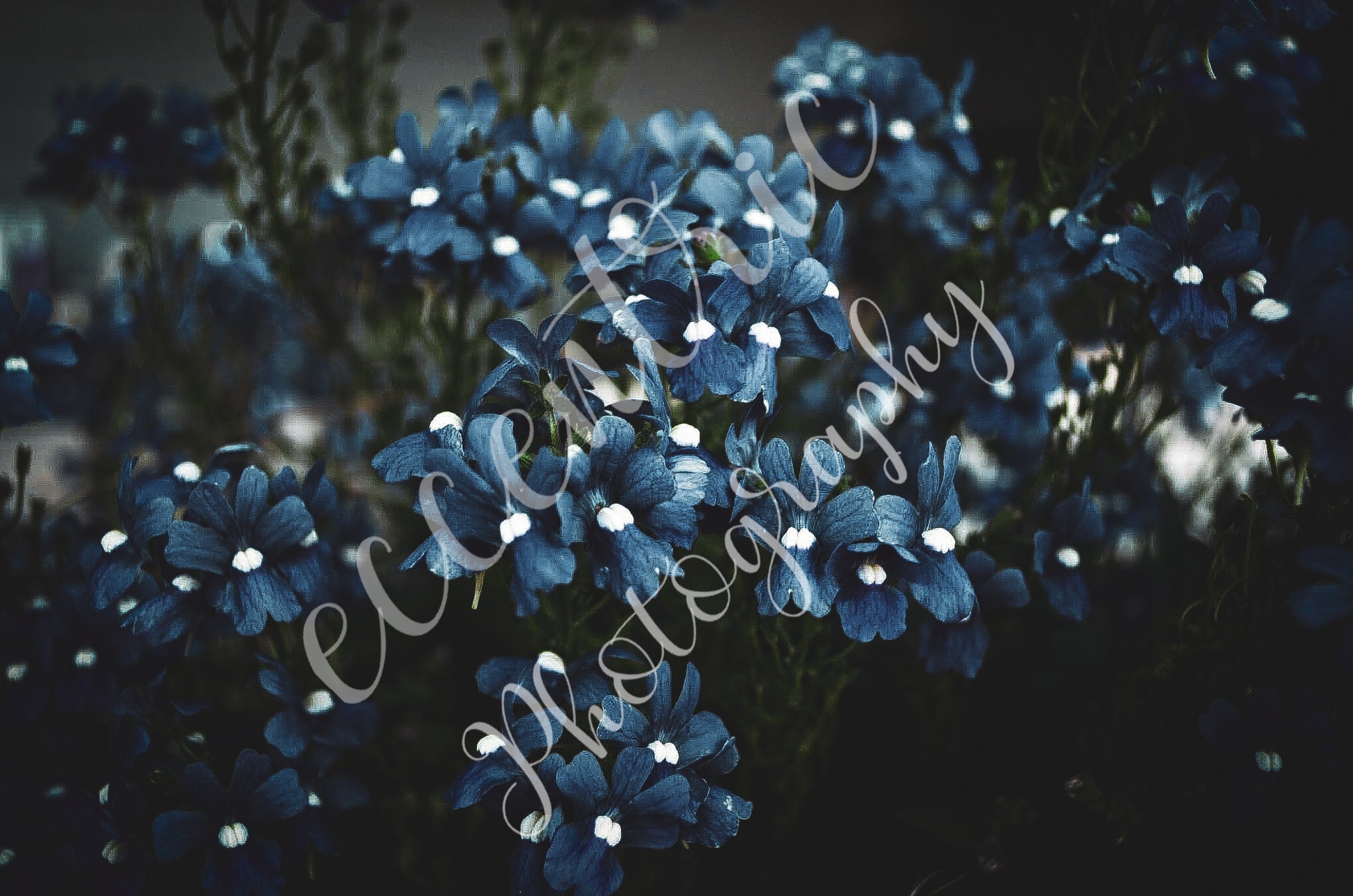 Moody Floral - Digital File